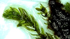 Leptostomum inclinans