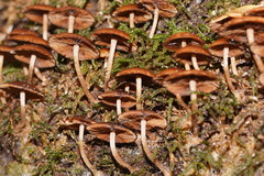 Psathyrella echinata