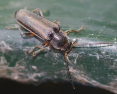 Osphya bipunctata