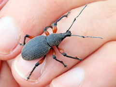 Otiorhynchus sensitivus