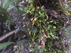 Leptostomum inclinans