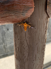 Amata grotei