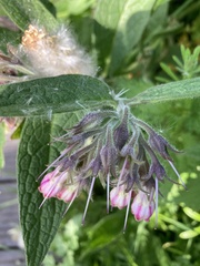 Symphytum officinale