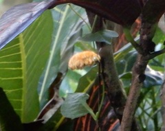 Xylocopa ruficeps