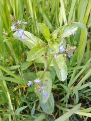Veronica beccabunga