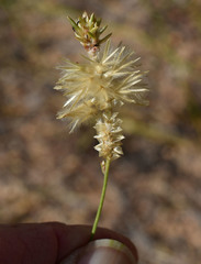 Ptilotus fusiformis