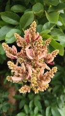 Callerya congestiflora