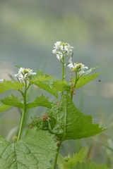 Alliaria petiolata