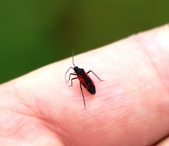Dionconotus confluens