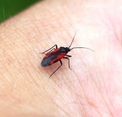 Dionconotus confluens