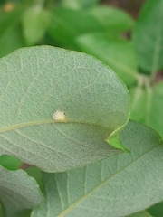 Euura pedunculi