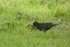 Turdus merula