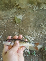 Nocomis leptocephalus