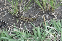 Chortoicetes terminifera