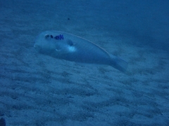 Iniistius pentadactylus