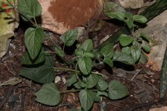 Salvia coccinea