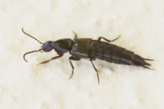 Philonthus carbonarius