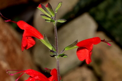 Salvia coccinea