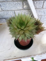 Haworthia cooperi