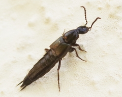 Philonthus carbonarius