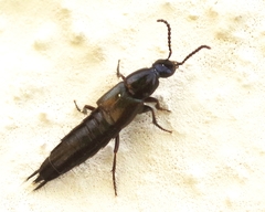 Philonthus carbonarius