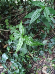 Clinacanthus nutans