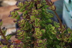 Coleus subspicatus