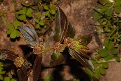 Euphorbia hirta image