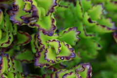 Coleus subspicatus