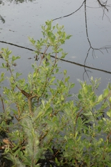 Angiospermae