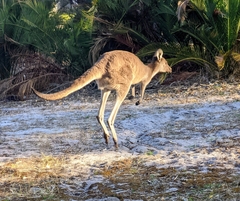 Macropus fuliginosus