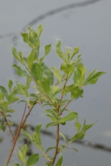Angiospermae