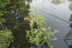 Angiospermae