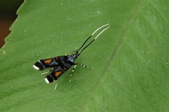 Tiriza leucotella