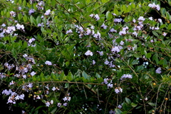 Duranta erecta