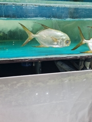 Xenobrama microlepis