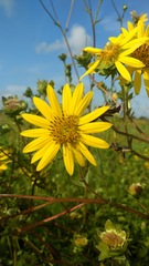 Silphium gracile