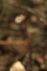 Sciaphila densiflora