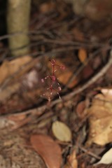 Sciaphila densiflora