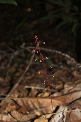 Sciaphila densiflora