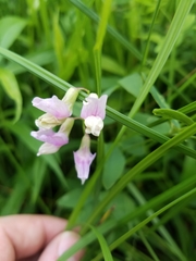 Lathyrus palustris