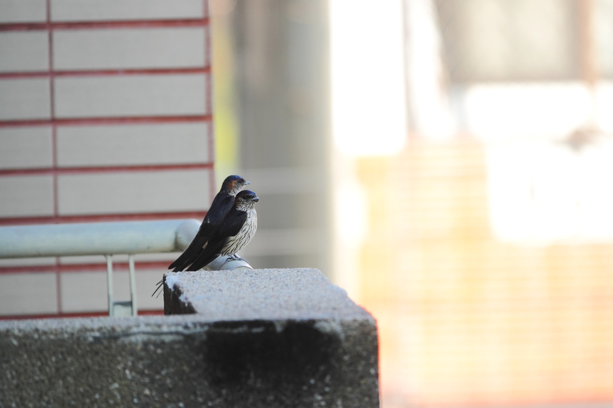 Eastern Red-rumped Swallow