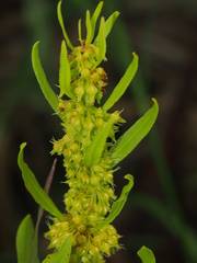 Rumex microcarpus