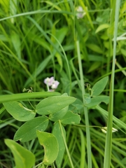 Lathyrus palustris