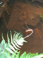 Calopteryx dimidiata