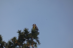Carduelis carduelis