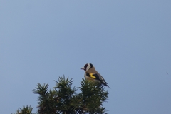 Carduelis carduelis