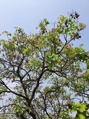 Pterocarpus marsupium