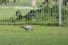 Columba palumbus