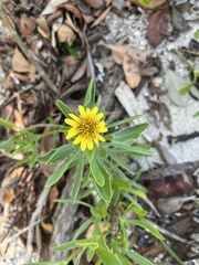 Borrichia frutescens image